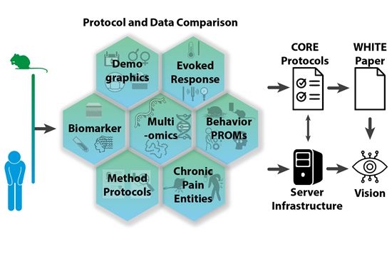 NeuroERAnet Figure 4 - Translational pain research framework